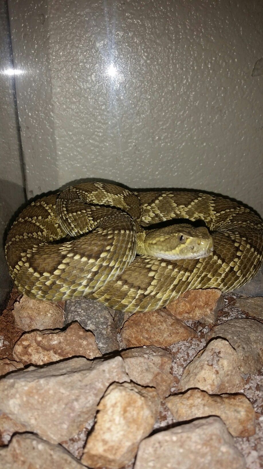 Mojave Green Rattlesnake Crotalus Scutulatus Rattlesnake Deaths Head Moth Monster Girl
