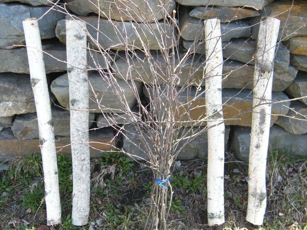 decorative birch logs for sale