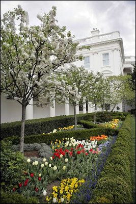 White House Rose Garden - Wikipedia: Catherine crabapple trees in bloom, bordered by tulips, primrose … |
Rose garden landscape, White house garden, Colonial garden