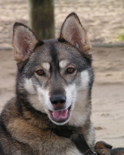 Agouti Husky Very Wolfy Looking No Wolf Content However Note