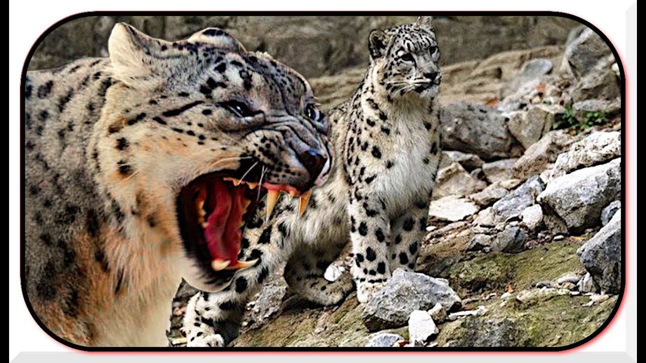 Snow Leopard Hunting Leopardo De Las Nieves Cazando Cabras Snow Leop Leopardos Felinos Africa Salvaje