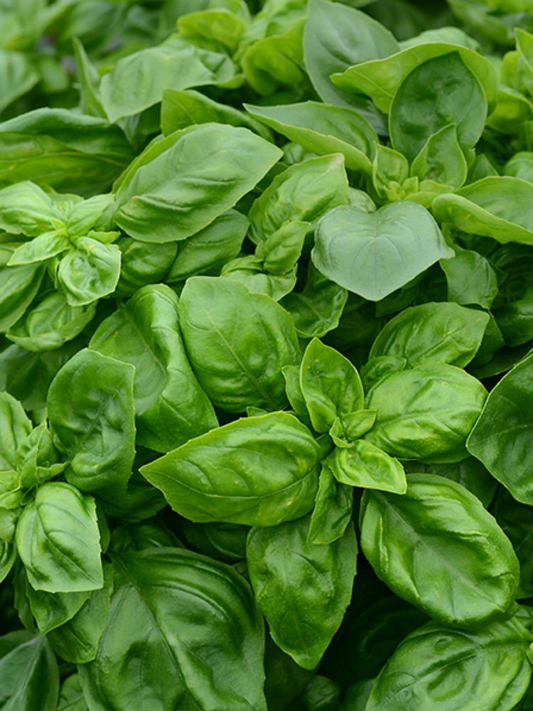 The Best Places To Plants Online Perennials And Gardens Pick Up Everything From Your Starter Equipment To A Selection Of Garden Ready Herbs