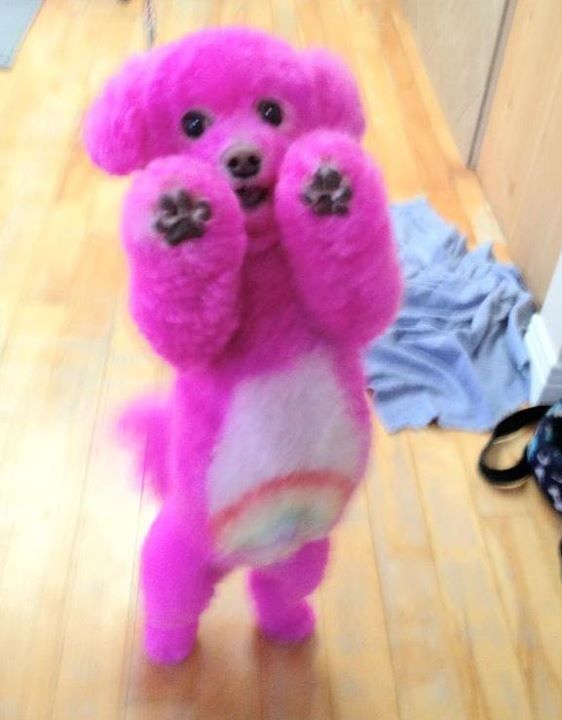 I Want This Dog Omg Care Bear Poodle Rainbow Pink Poodle
