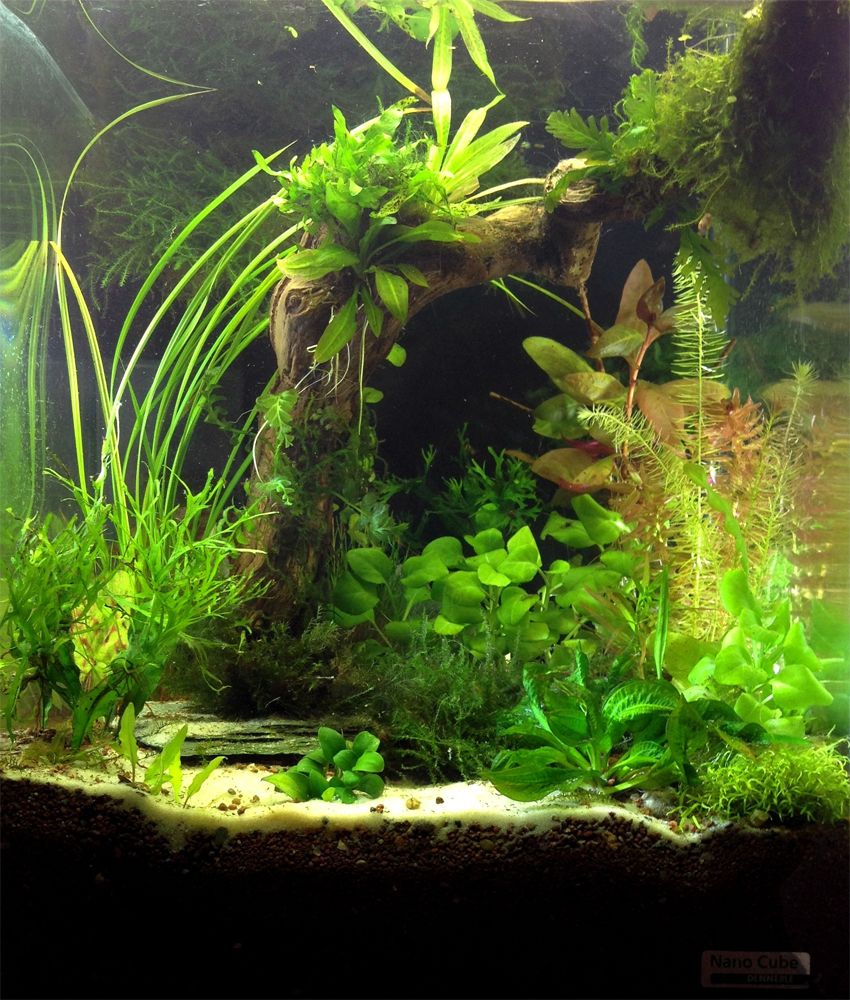 fresh water drift wood for sale fresh water drift wood for sale