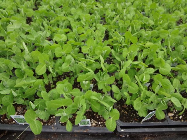 sugar snap peas plant sugar snap peas plant