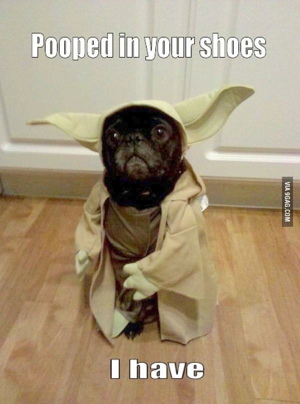 Sh T In Shoes I Must Funny Animal Memes Funny Dog Memes Funny