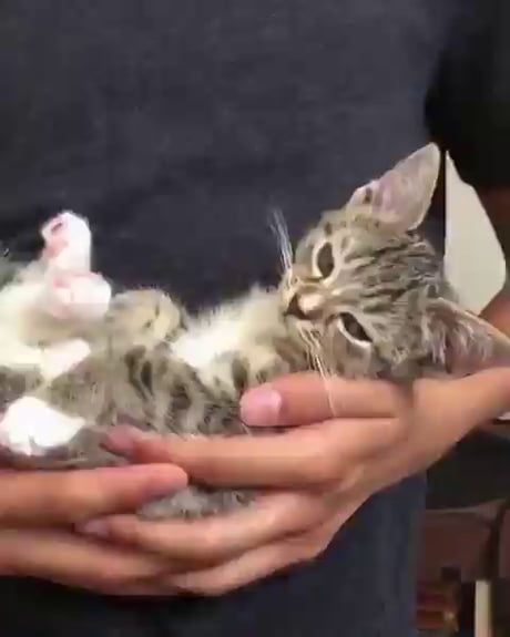 Kitten losing a hard fought battle with the sandma Kitten losing a hard fought battle with the sandma