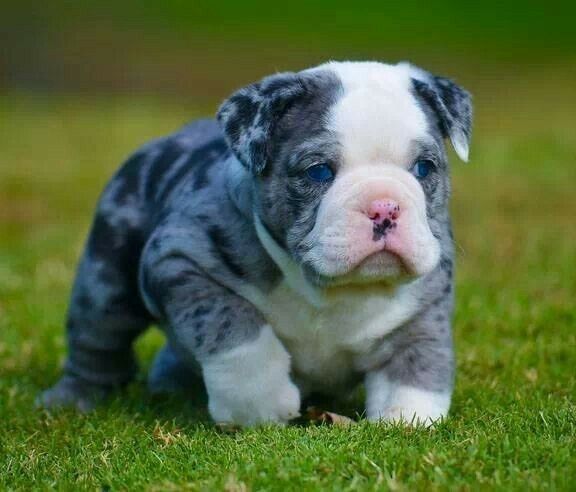 Pin By Lloyd Back On Barn With Images English Bulldog Puppies
