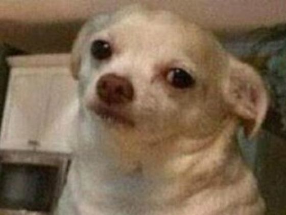 Meme del año: Perro enojado | Perro enojado, Mascotas memes, Memes perros