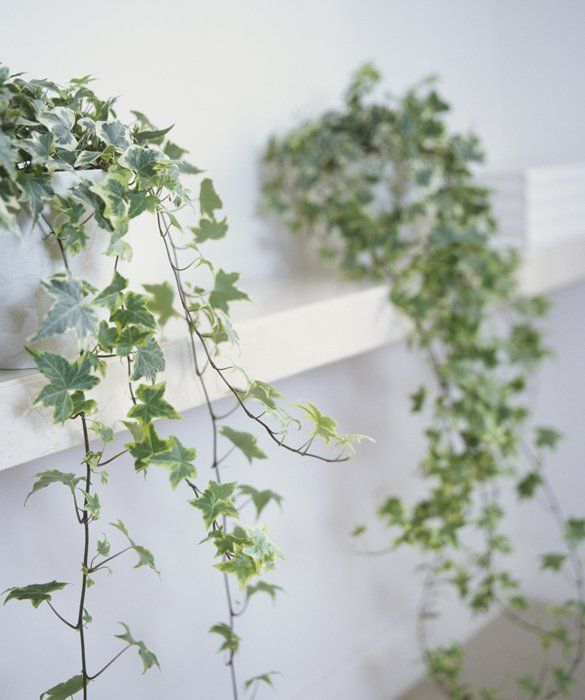 植物栽培 観葉植物 観葉植物 吊るす 植物栽培 観葉植物 観葉植物 吊るす