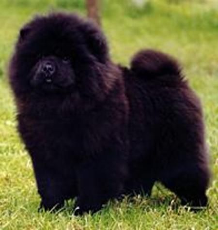 asian chow chow