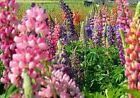 Lupine Samen bunt Garten & Terrasse #kletterpflanzenwinterhart Lupine Samen bunt Garten & Terrasse #kletterpflanzenwinterhart Lupine Samen bunt Garten & Terrasse #kletterpflanzenwinterhart Lupine Samen bunt Garten & Terrasse #kletterpflanzenwinterhart Lupine Samen bunt Garten & Terrasse #kletterpflanzenwinterhart Lupine Samen bunt Garten & Terrasse #kletterpflanzenwinterhart Lupine Samen bunt Garten & Terrasse #kletterpflanzenwinterhart Lupine Samen bunt Garten & Terrasse #kletterpflanzenwinterhart