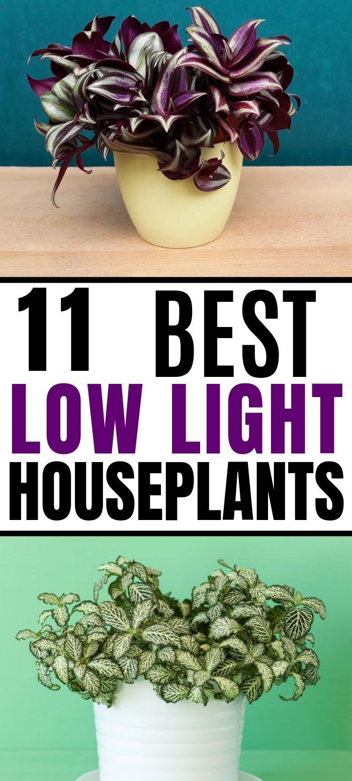 11 Best Low Light Indoor plants low light, Houseplants low light, Low
