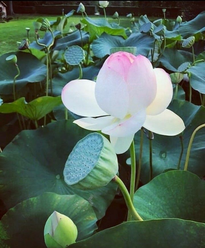Pin on beautiful flowers#front&back yard decor ideas