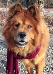 Adopt Finn On Chow Chow Dogs Dogs Chow Chow