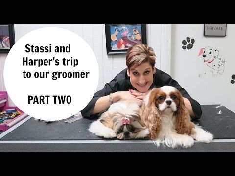 Daily Dog Grooming Routine For Shih Tzu Youtube Dogs Dog