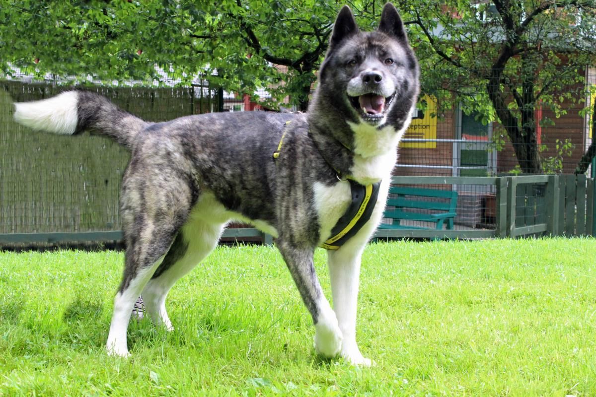 Rescue Dogs Dog Rehoming Adopt A Dog Rescue Dogs Dogs Dogs Trust rescue-dogs-dog-rehoming-adopt-a-dog-rescue-dogs-dogs-dogs-trust