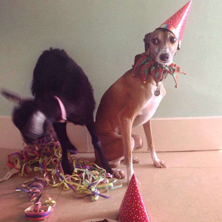 It's my third birthday today and not only is mommy and daddy not home but the interns made me wear this stupid hat and then @penny_thegoat ate my streamers and refused to pose for the photo so basically year 3 is off to a crappy start Happy birthday to me yay! #imgettingsoold #toooldforbirthdayhats #alliwantformybirthdayistorunwithoataleash #likethatsevergoingtohappen #tsss #iwishiwasoneagain #mommybetterbringmeabadassgift !!!! by ringo_thegringo Third Birthday, Happy Birthday Me, Streamers, Stupid, Mommies, Yay, Penny, Pose, Start