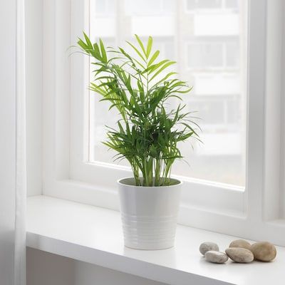 CHAMAEDOREA ELEGANS Planta, Palmeira anã, 9 cm - IKEA Garden Trellis, Garden Plants, Potted Plants, Diy Garden, Indoor Plants, Support Plante, Outdoor Pots, Outdoor Areas, Ficus Microcarpa Ginseng