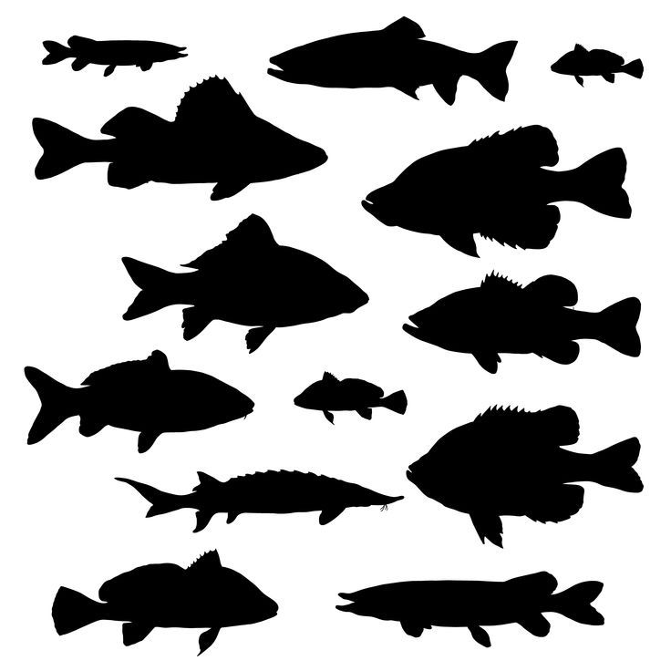 Fish Silhouette, Psd Icon, Graphic Resources, Freepik, Coloring Books, White Background, Stock Photos, Creative, Projects