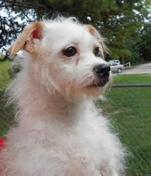 jack russell chihuahua poodle mix