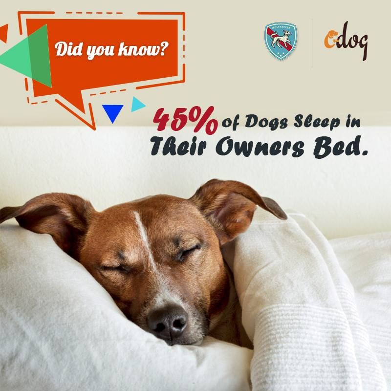 Did You Know 45 Of Dogs Sleep In Their Owners Bed Dog Dogs