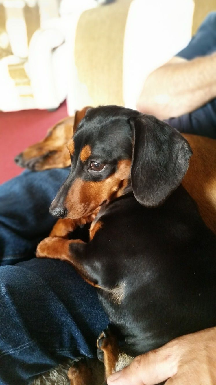 Pin By Victoria A Mora Messir On Doxie Dachshund Puppies