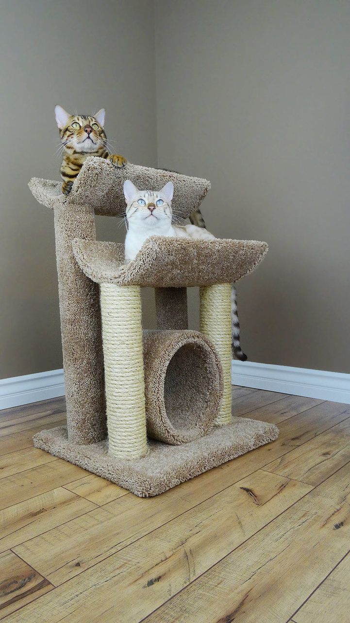 Join Me On Fancy Discover Amazing Stuff Collect The Things You Love Buy It All In One Place Diy Cat Tree Cat Tree Cool Cat Toys
