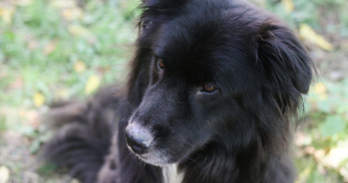 dieta casera para perros con insuficiencia renal cronica