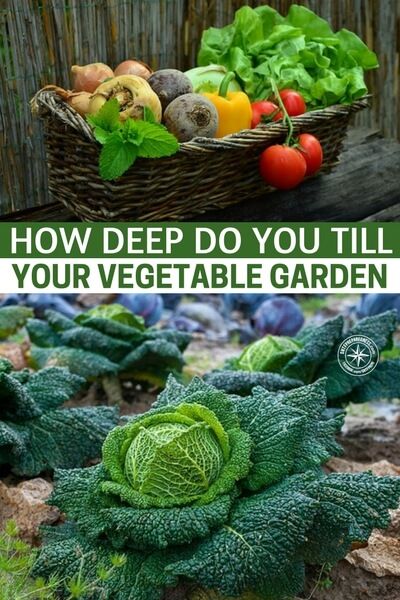 How Deep Do You Till Your Vegetable Garden Garden Pinterest