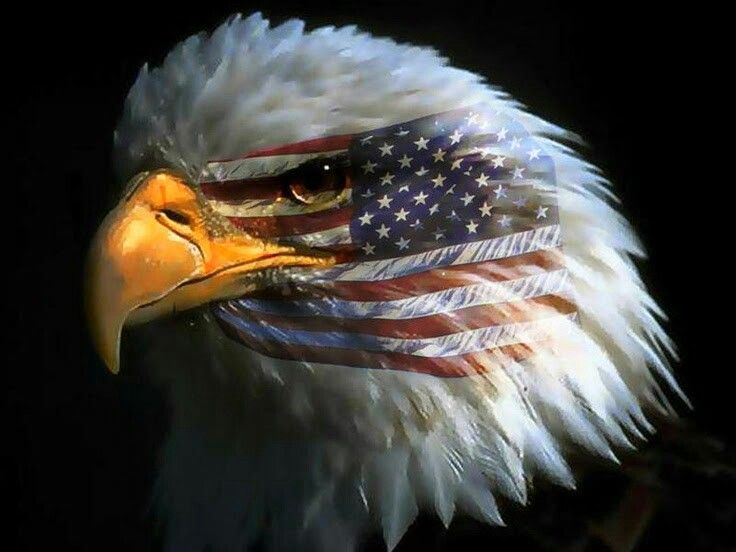 This.1 of my profile pics from days gone by. Happy 4th of July! STAY SAFE IN CELEBRATION! #biskit911 Thank for your courage &… | Eagle
pictures, Bald eagle, America