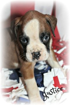 Litter Of 9 Boxer Puppies For Sale In Clayton Nj Adn 29852 On Puppyfinder Com Gender Female Age 5 We Boxer Puppies Boxer Puppies For Sale Puppies For Sale