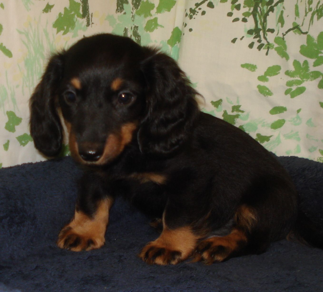 Lost Dog Mound Dachshund Long Haired Chihuahua Mix Male Date Lost 07 07 2019 Dog S Name Beans Breed Of Dog Dachshund Long Hair Losing A Dog Dog Ages Dogs