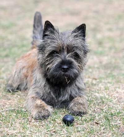 Quarrydene Cairn Terriers Cairn Terrier Puppies Cairn Terrier