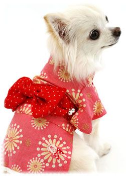 10 Kawaii Dogs In Kimonos Cute Animals Cute Dogs Dogs
