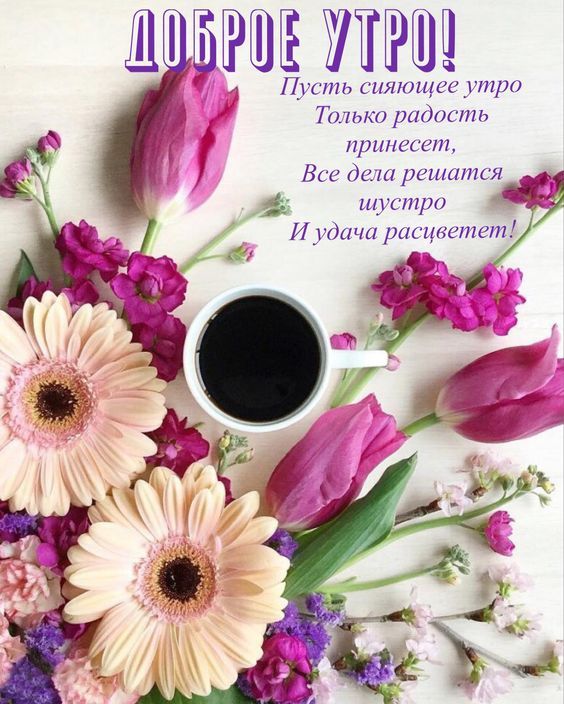 Калатея уход в домашних условиях 23 Калатея уход в домашних условиях 90