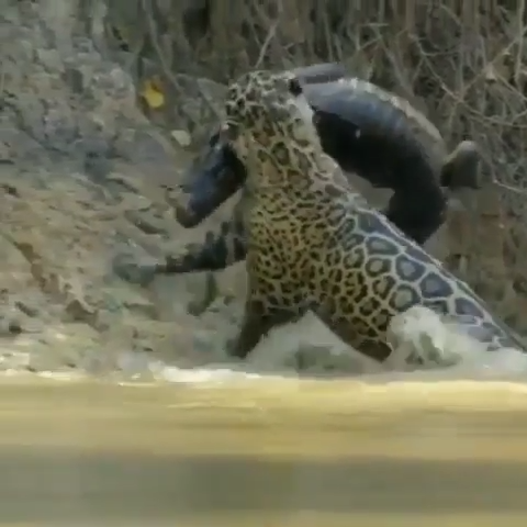 Dang! That is one badass puddytat!