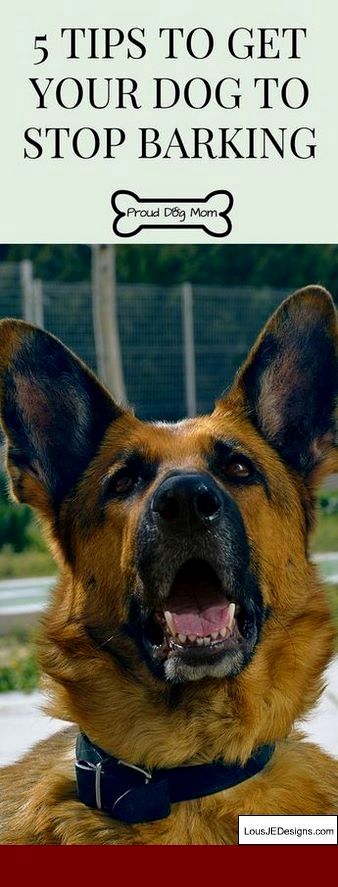 How To Train A Dog To Come With An Electronic Collar And Pics Of