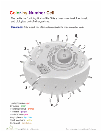 Color by Number: Cell | Worksheet | Education.com | Teaching biology