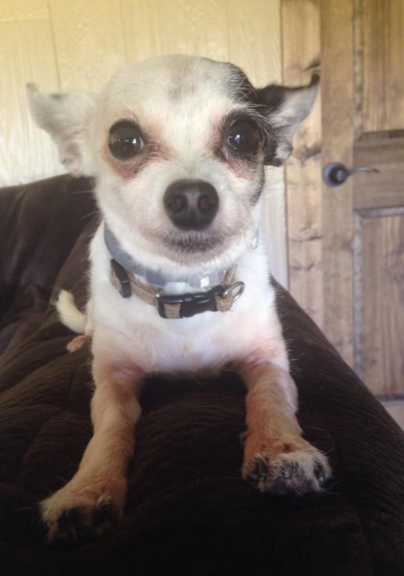 I Found Peppi On Chihuahua Dogs Chihuahua Adoption