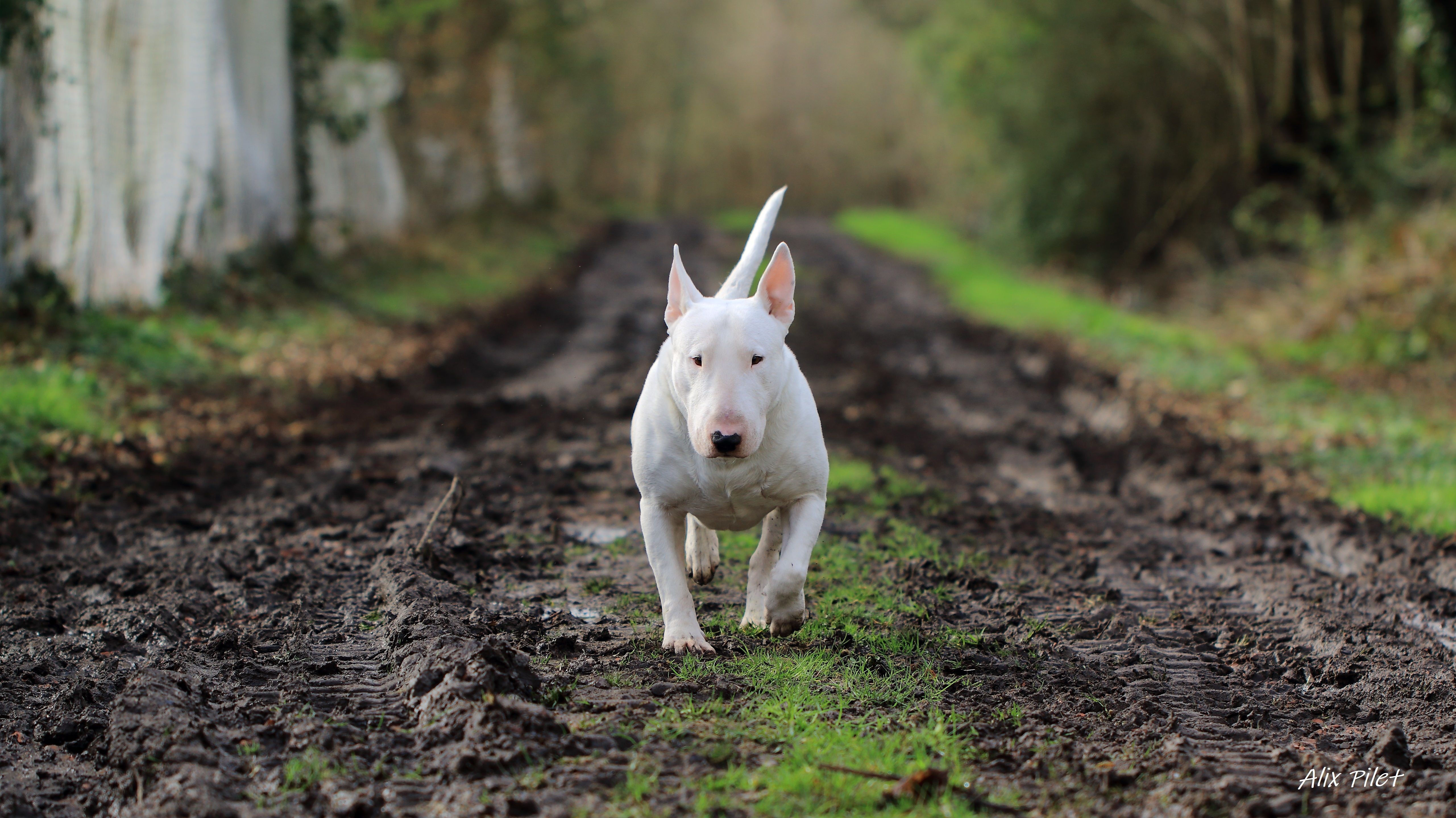 White English Bull Terrier ブルテリア テリア White English Bull Terrier ブルテリア テリア