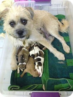 Mcdonough Ga Terrier Unknown Type Small Mix Meet Bumble A