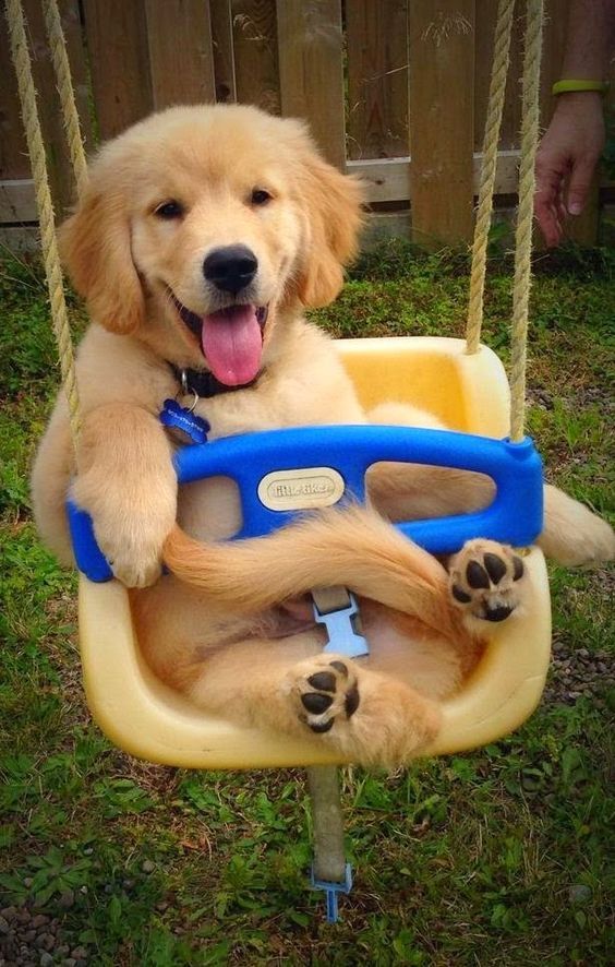 One Of The Cutest Golden Retriever Smile I Ve Ever Seen