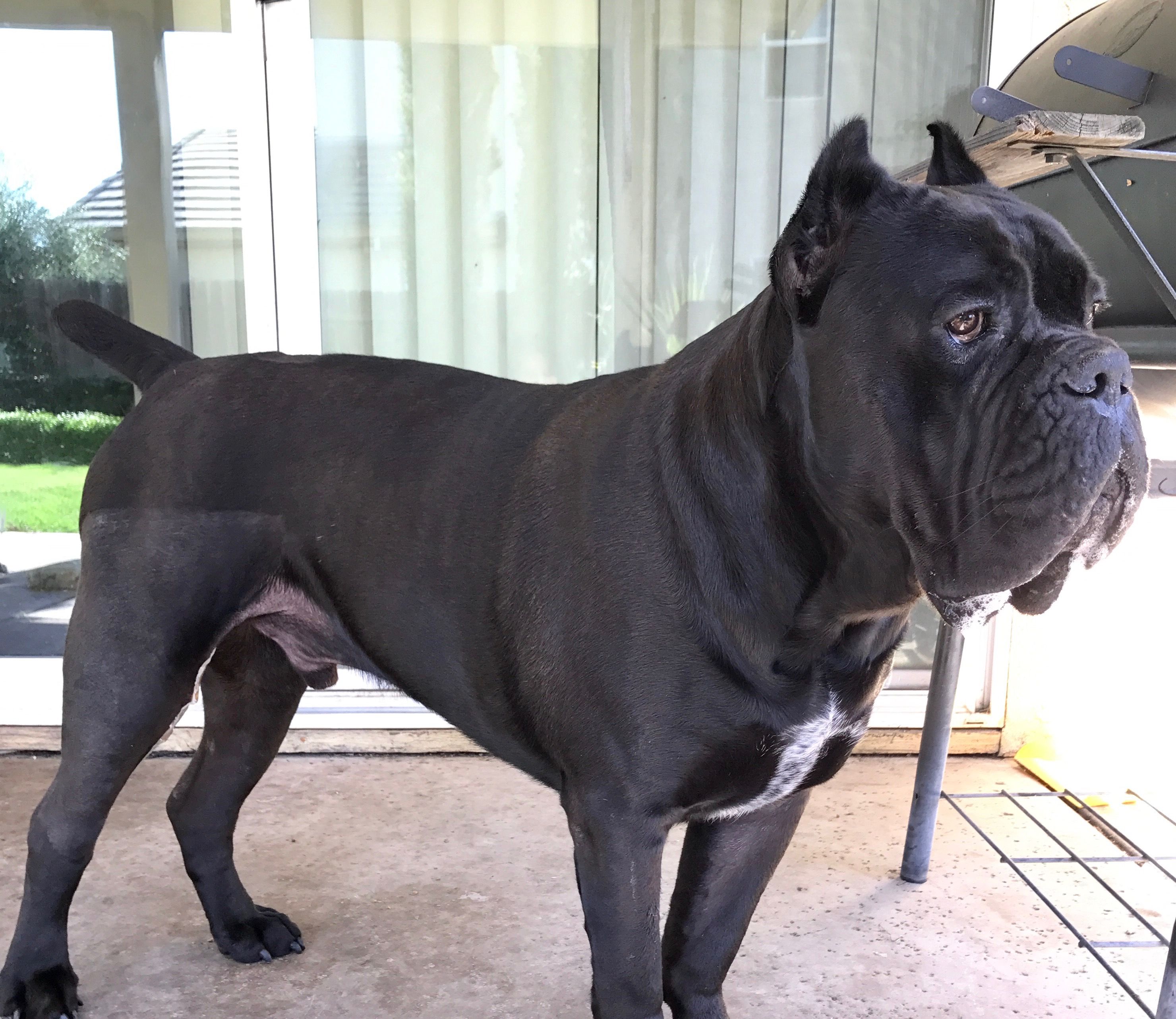 Adopt Elke On Petfinder Best Pet Dogs Dog Adoption Adoption