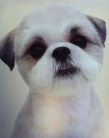 Round Little Shih Tzu Dog Grooming Diy Dog Grooming Tips Dog