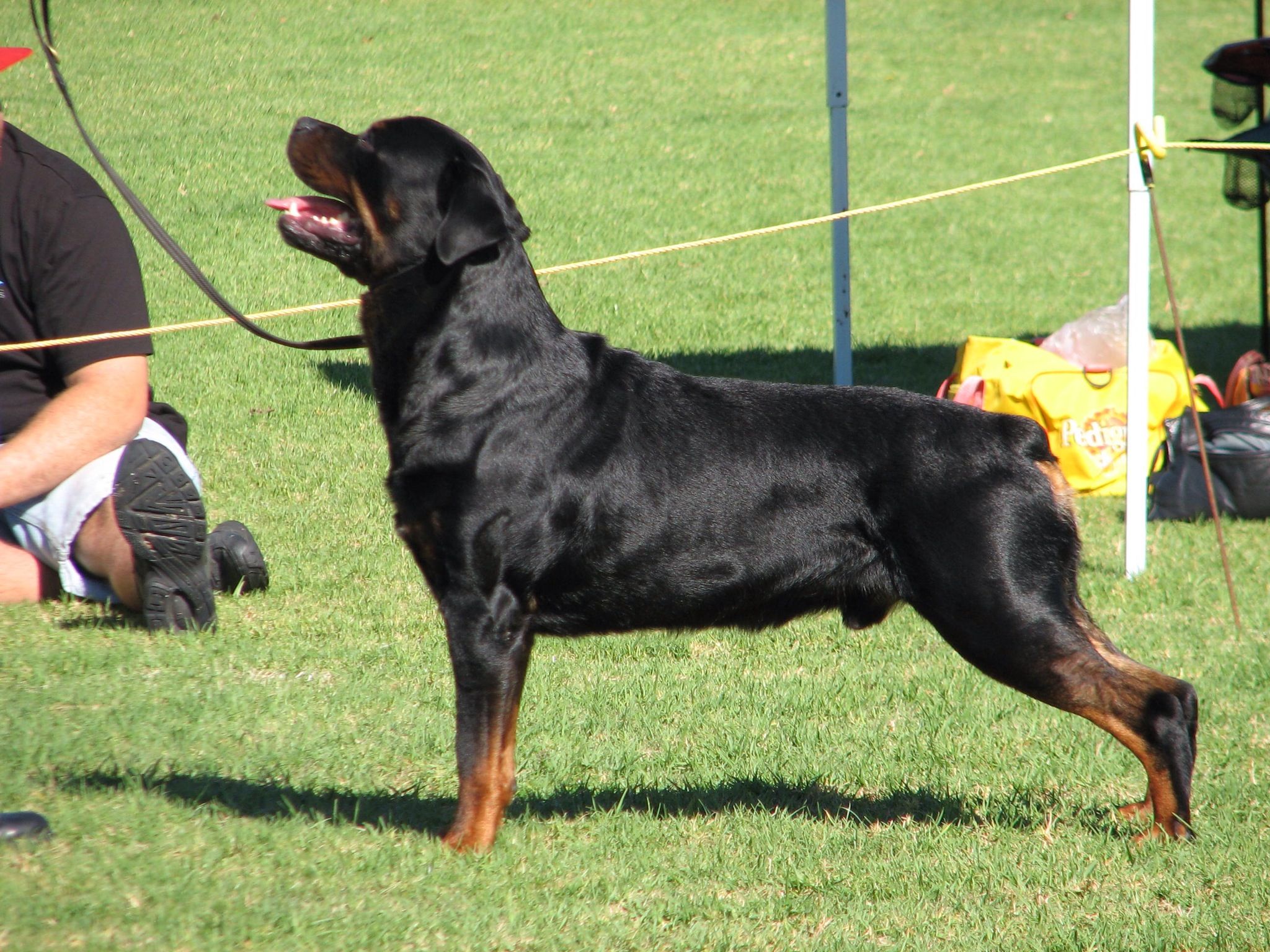 Rottweiler New Zealand Champion Hardrada Magic Man Our Best