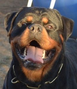 In California Rottweiler Puppies Rottweiler Puppies For Sale