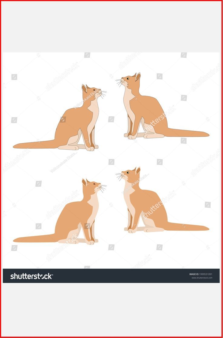 Cat Outline, Red Cat, Scooby Doo, Corgi, Cartoon, Cats, Drawings, Animals, Fictional Characters