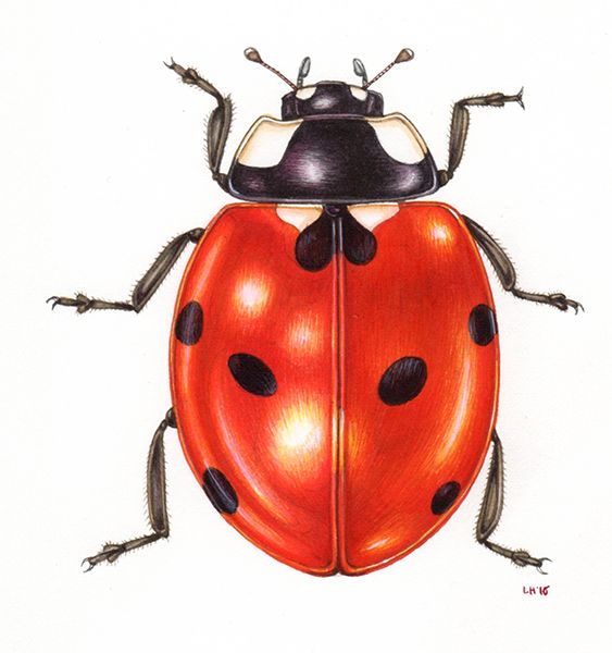 Lizzie Harper Natural history natural science botanical illustration sciart illustrator step by step how to draw a ladybird ladybug coleoptera insect illustration watercolour painting #history