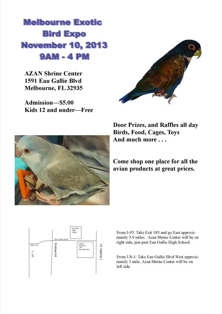 Pin on M.A.R.S Parrots parrot rescue
